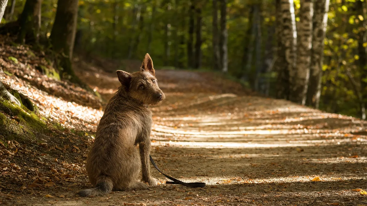 Chien au poil hirsute assis sur un chemin forestier, laisse détachée posée au sol